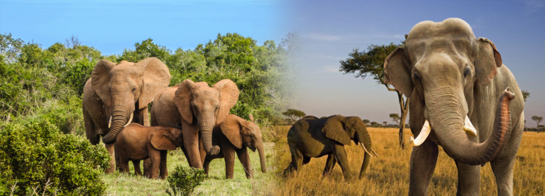 sampul ariktikel konsultan gajah